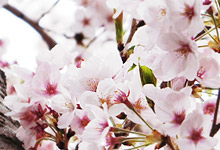 왕벚나무 사진